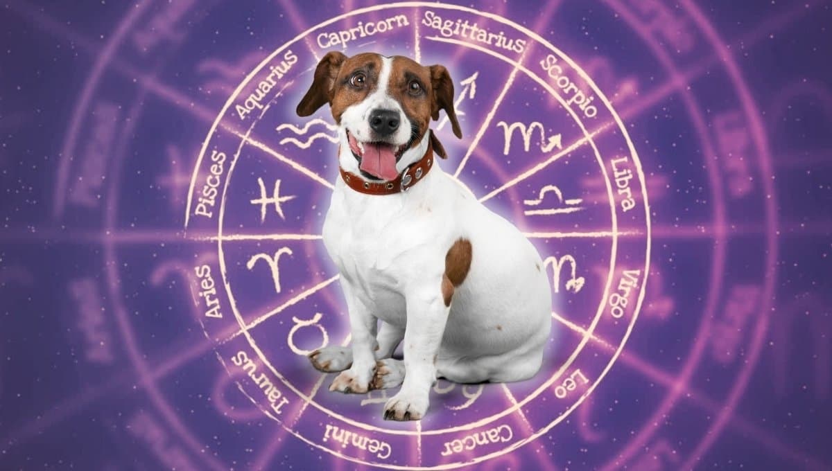 Horóscopo de tu perro: Las predicciones para tu lomito hoy viernes 13 septiembre
