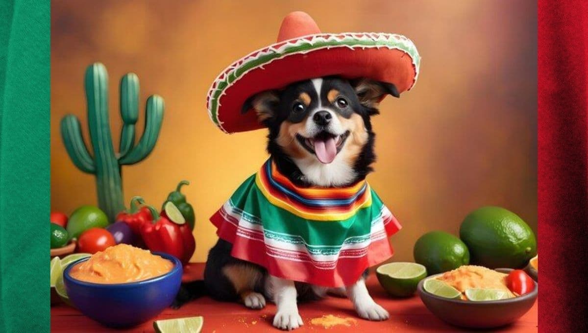 Los mejores looks para perros este 15 de septiembre