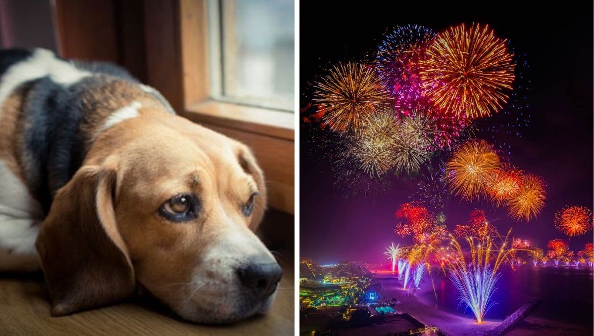 Así debes cuidar a tu perro de la pirotecnia este 15 de septiembre