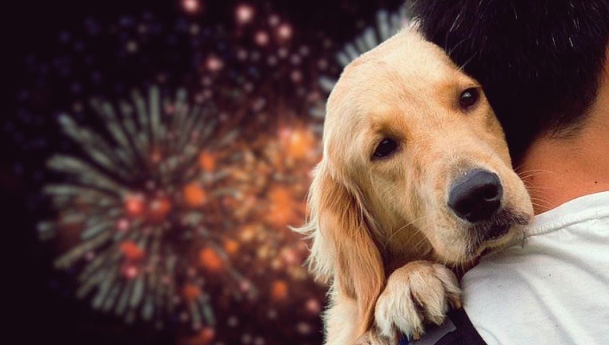Los artículos que debes tener en casa para proteger a tu perro de la pirotecnia