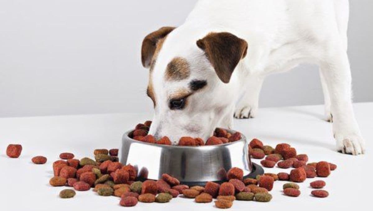 El mejor lugar para poner el plato de comida de tu perro