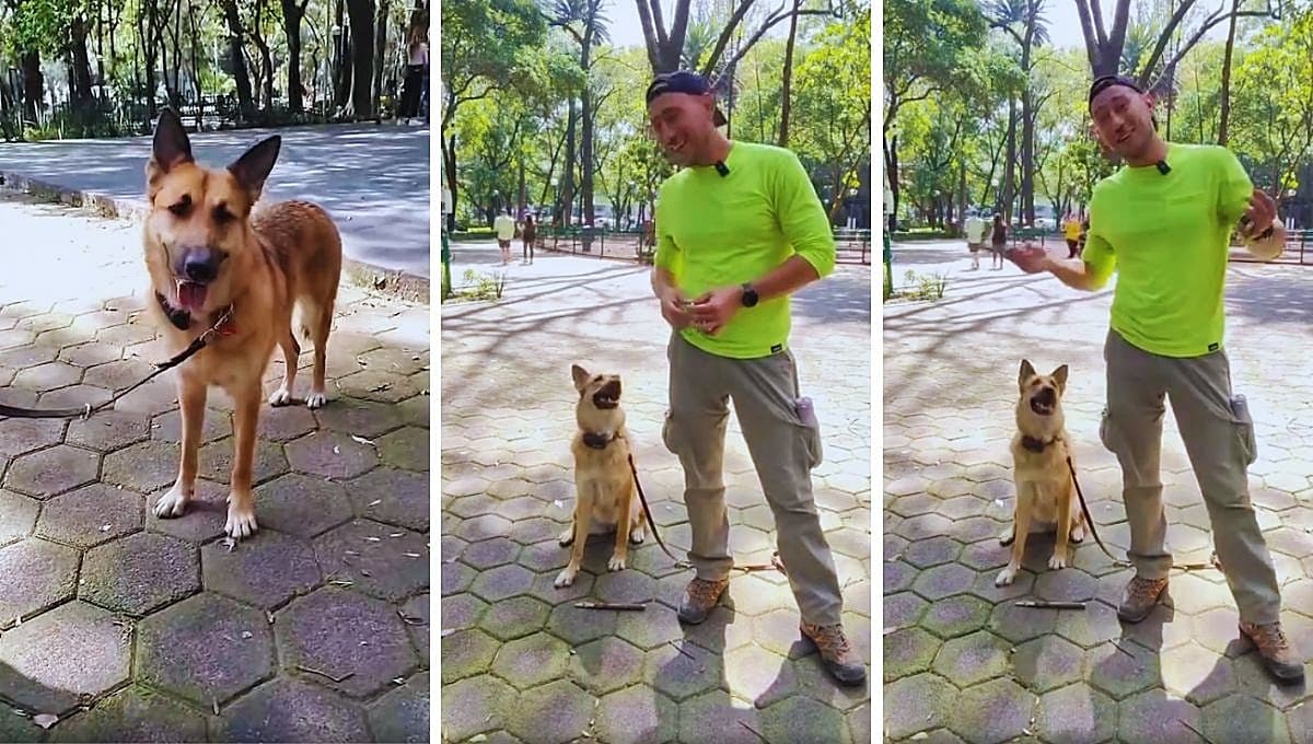 Gregory conoció a su perrita Rea en una base de camiones; así su historia