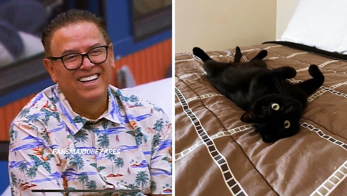 Alenka tiene su cuenta de Instagram; así luce la gatita de Mario Bezares