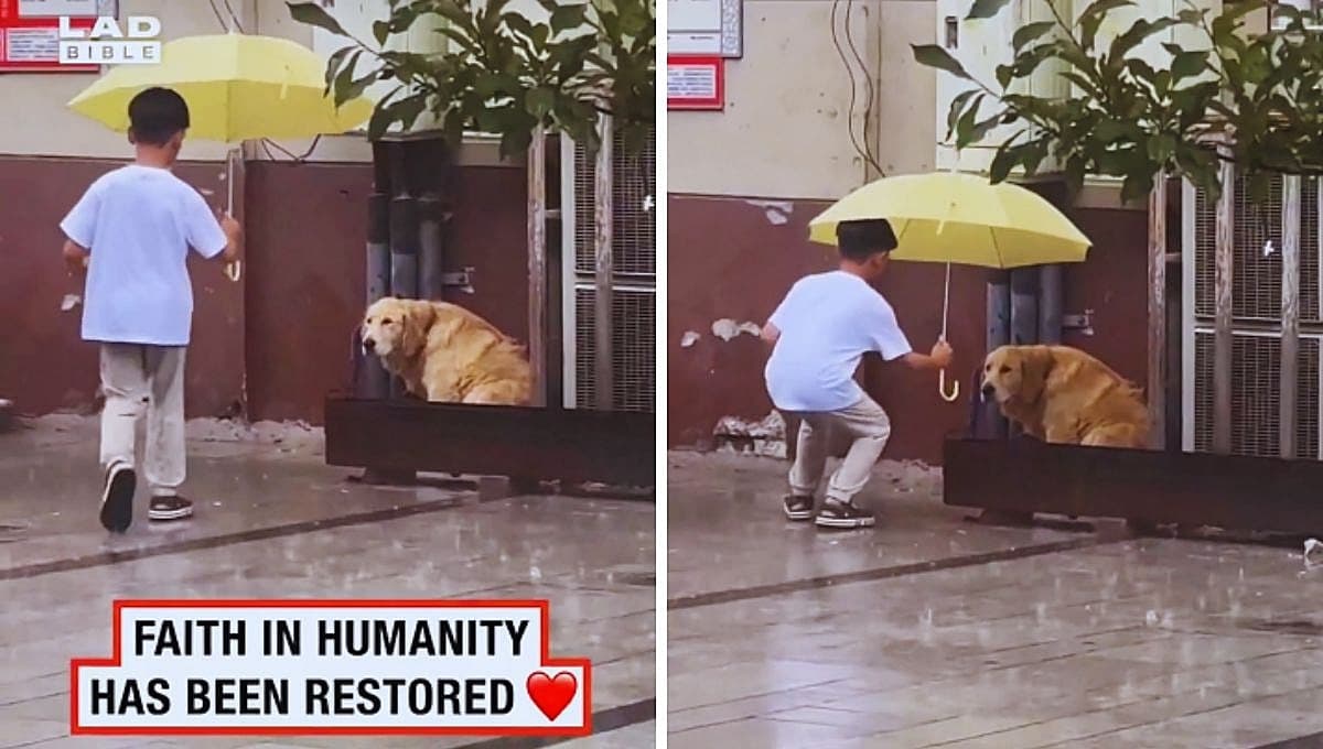 VIDEO: Niño pone una sombrilla sobre un perro para que no se moja con la lluvia
