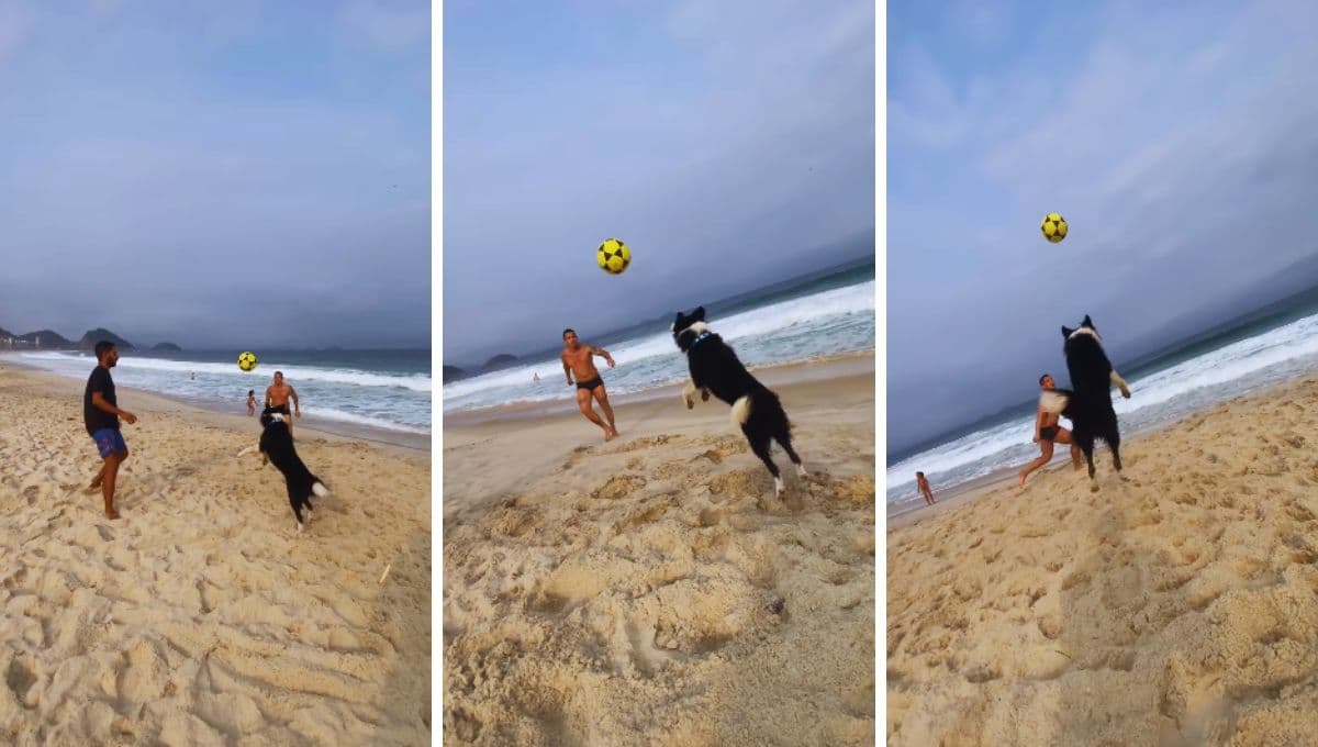 Perro demuestra ser el mejor jugador de voleibol en este video