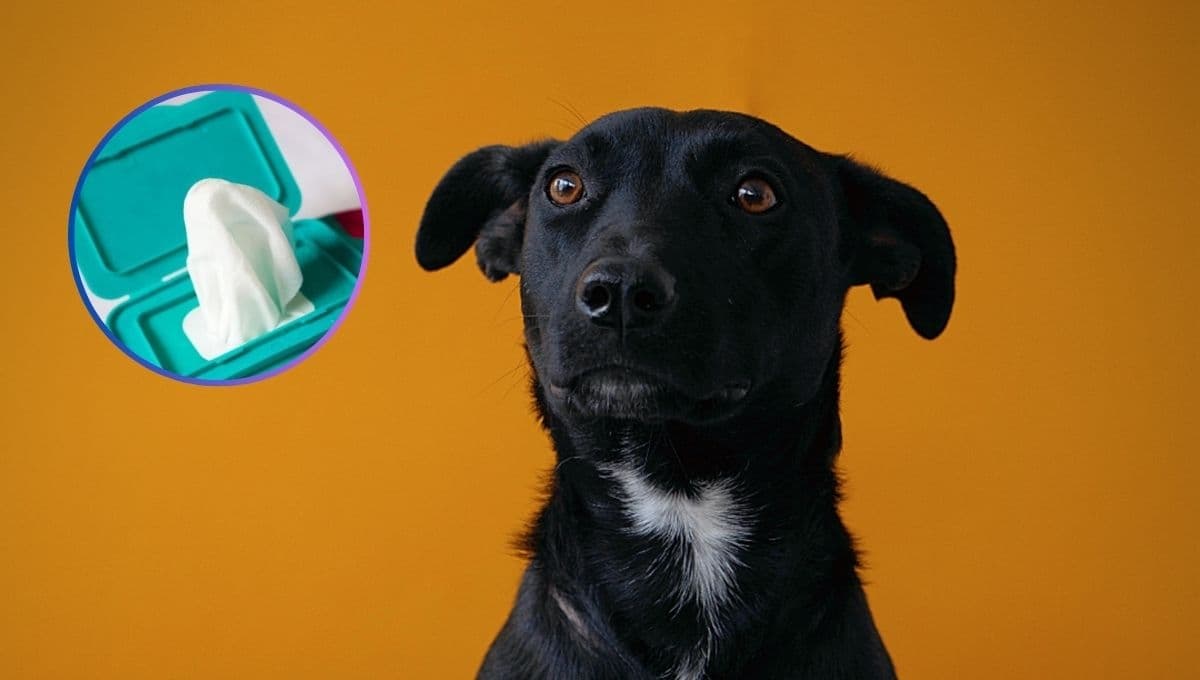 ¿Cómo hacer toallitas húmedas para perros? | Paso a paso