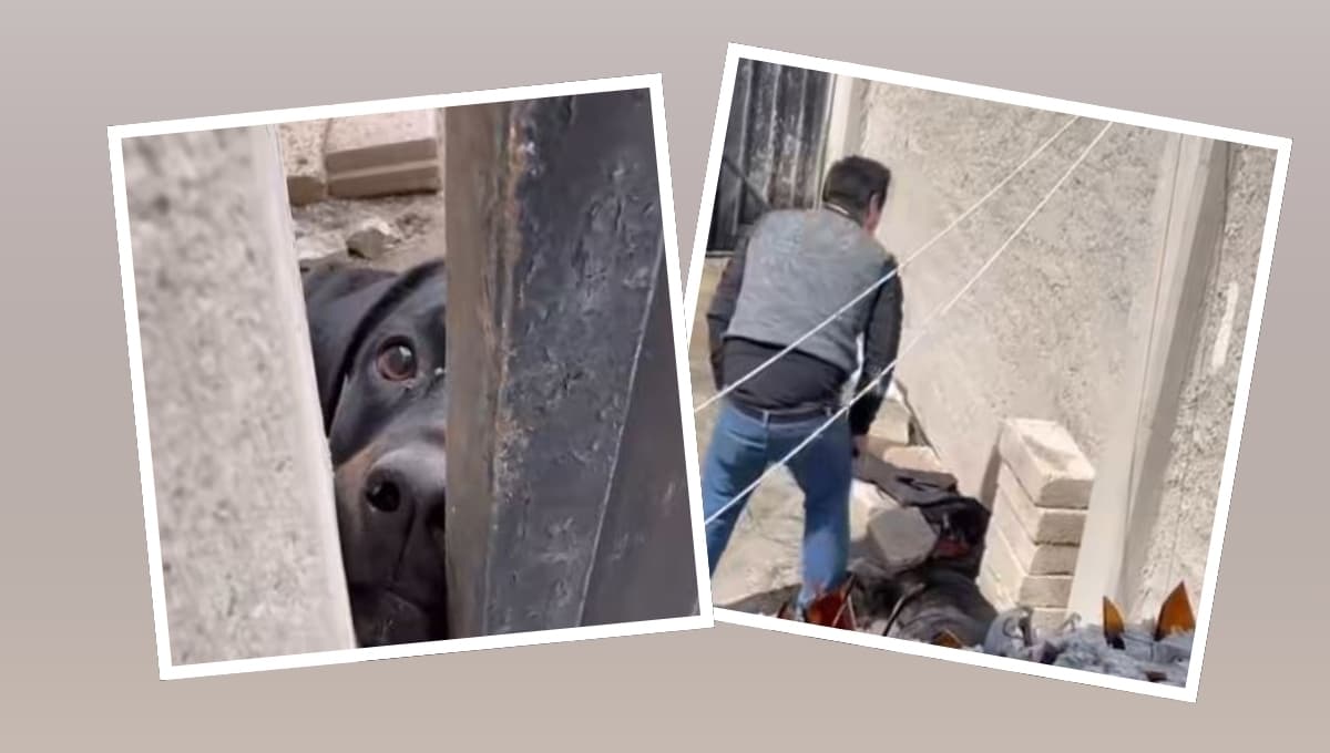 Así fue el rescate de perros maltratados tras video viral