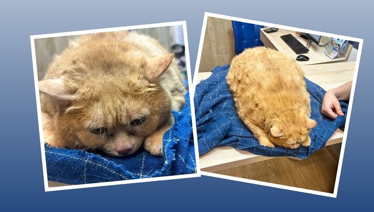 Gato quedó atascado cuando intentaba escapar de veterinaria; fue rescatado por sobrepeso