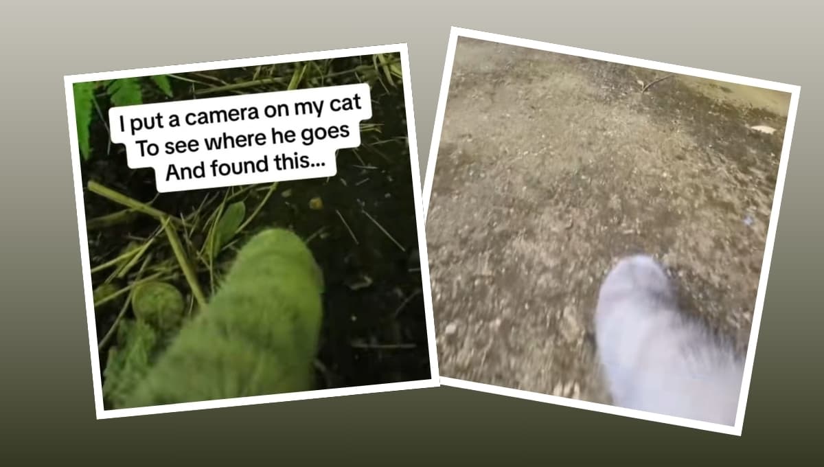 Así es la vida de un gato a través de una cámara