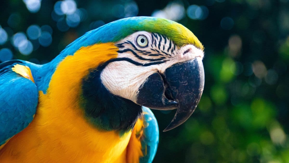 ¿Tienes un loro? Descubre cuántos años va a vivir
