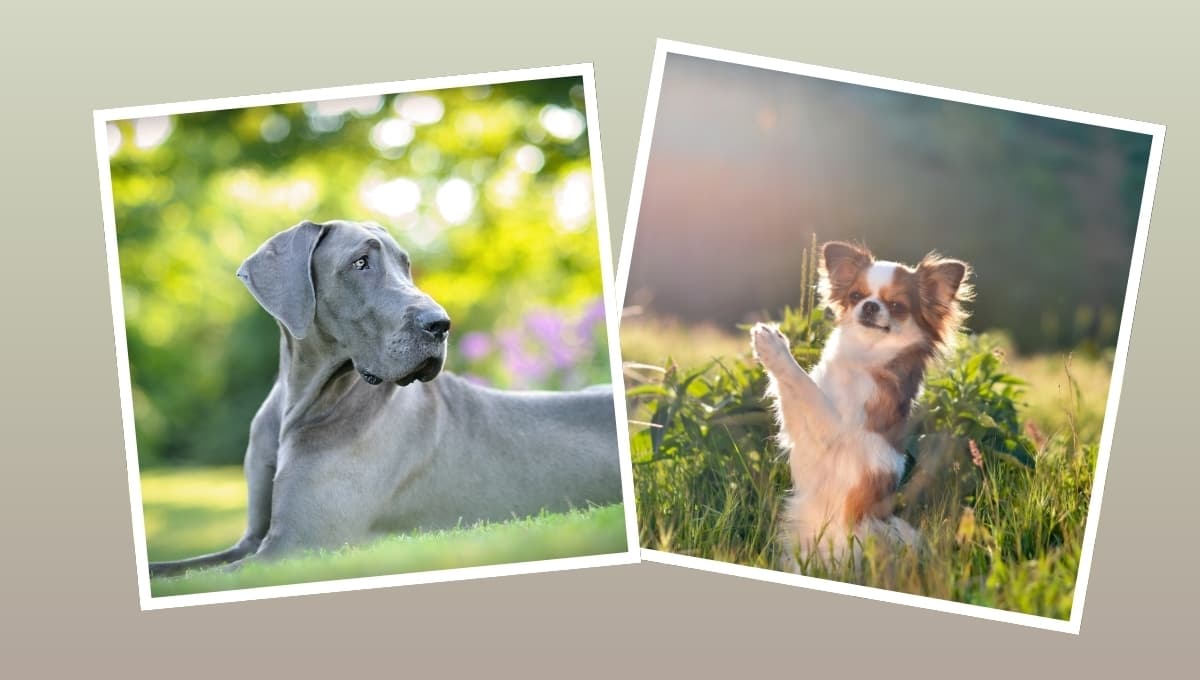 ¿Por qué los perros grandes viven menos que los pequeños?