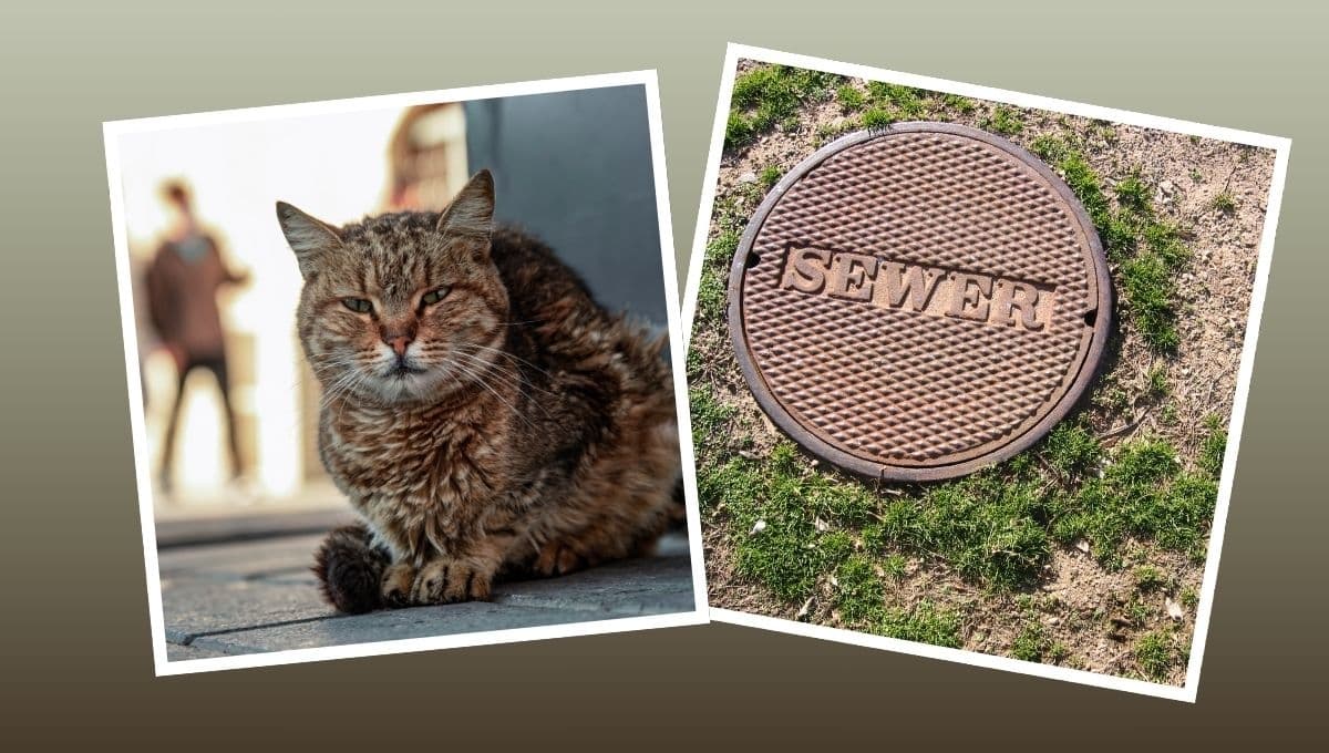 Gato atrapado en la alcantarilla durante dos meses, logra salir y regresar con su familia