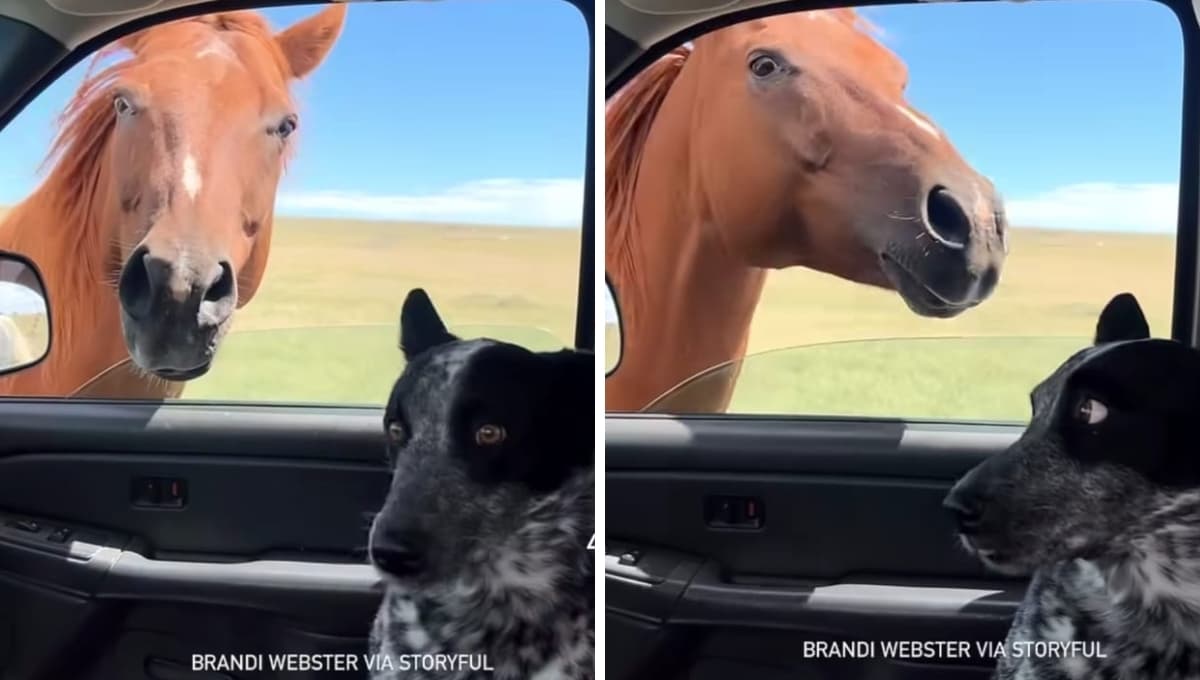 La inesperada reacción de un perro al ver a un caballo de frente