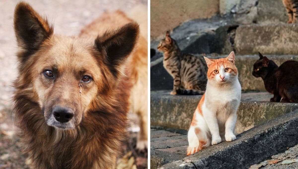 Reportan envenenamiento masivo en mascotas en Zacatecas