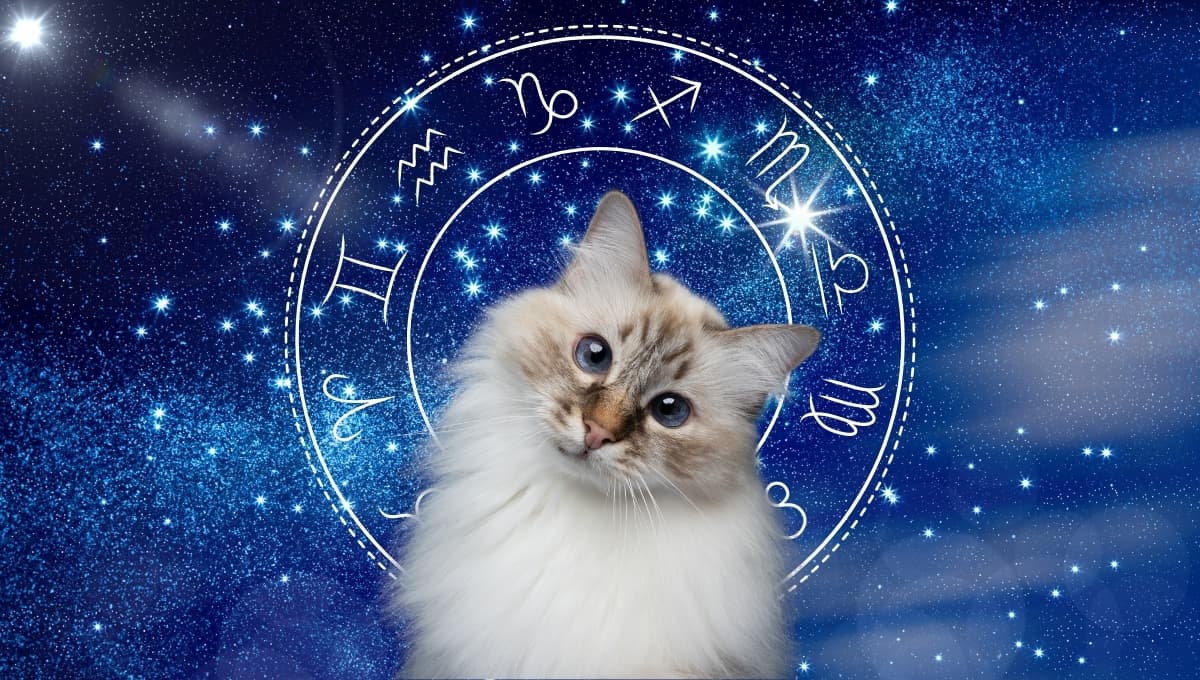 Horóscopo de tu gato: Las predicciones para tu michi hoy jueves 19 septiembre