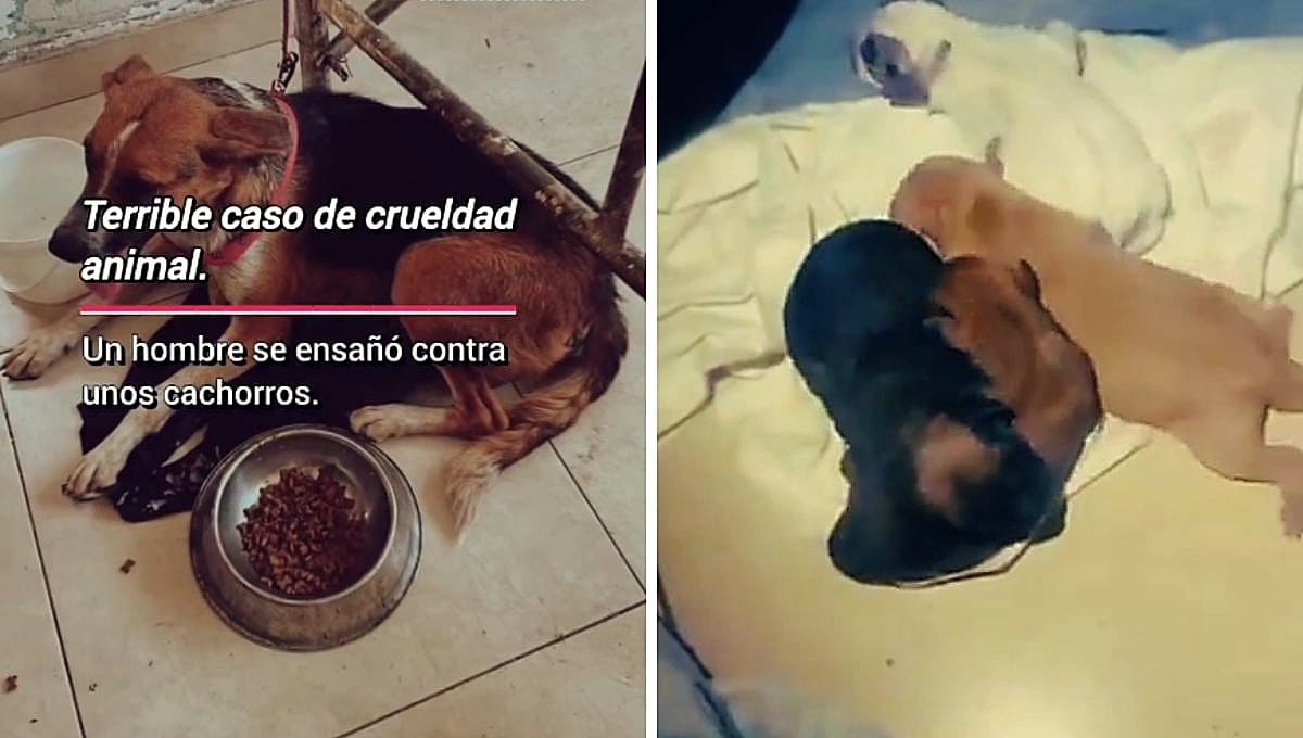Entierran vivos a 5 perros; así lograron rescatarlos