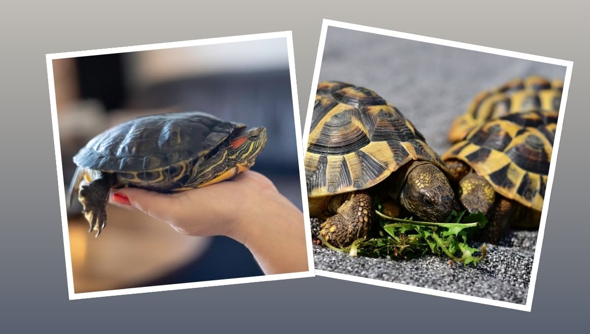 Los cuidados a seguir si tienes una tortuga como mascota