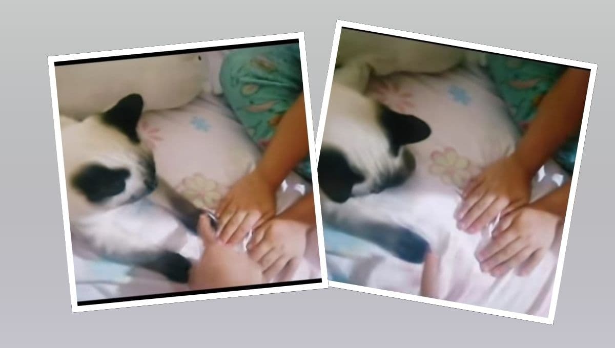 Gatito se hace viral por jugar ‘zapatito blanco, zapatito azul’