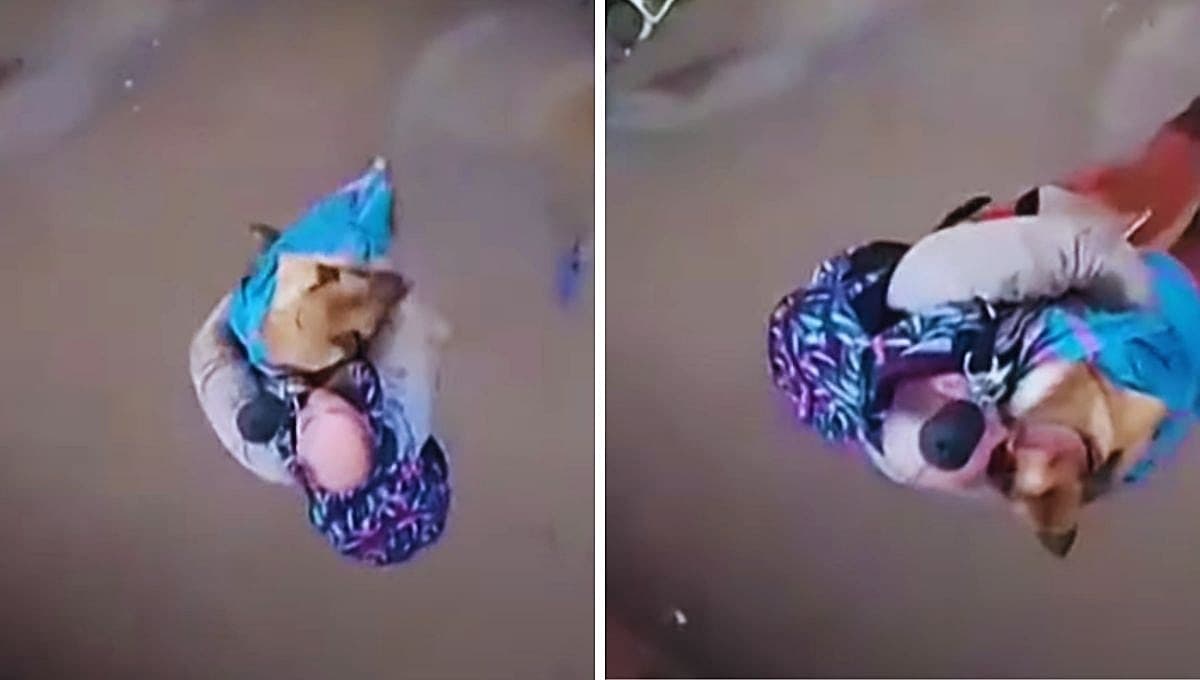 Así rescataron a un perro de una inundación en helicóptero