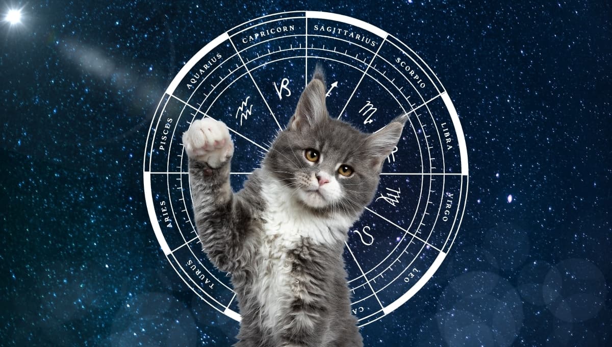 Horóscopo de tu gato: Las predicciones para tu michi hoy 20 de septiembre