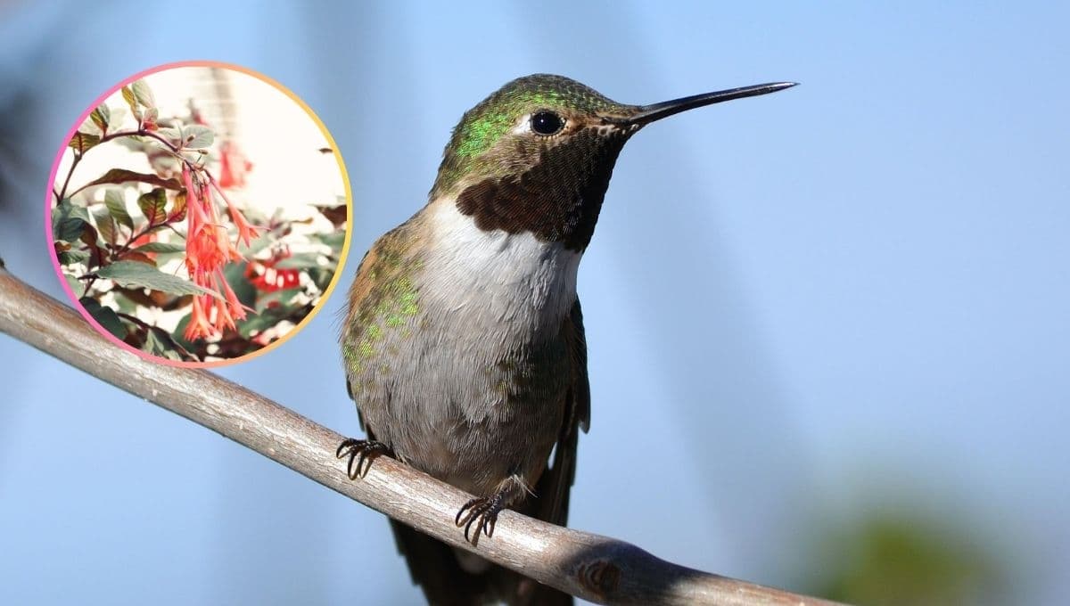 ¿Qué plantas prefieren los colibries para venir al jardín?