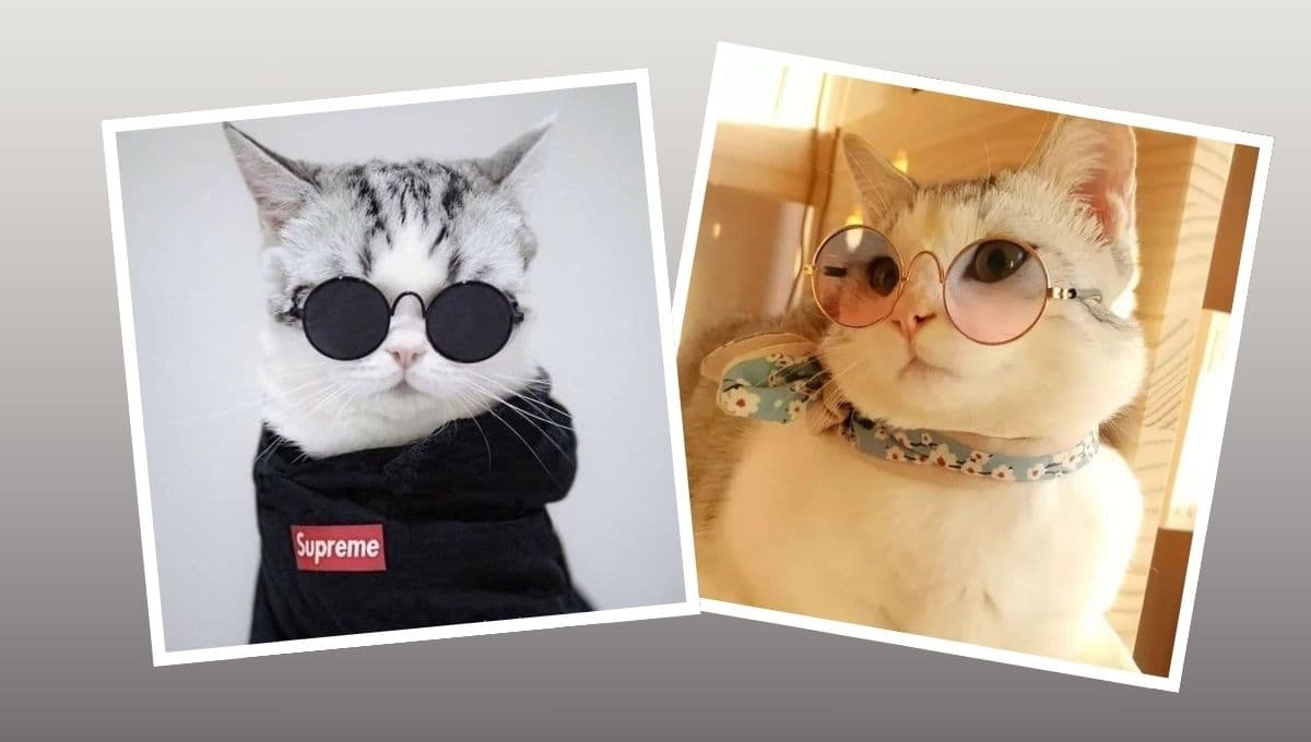 10 fotos de gatos asthetic que te alegrarán el día