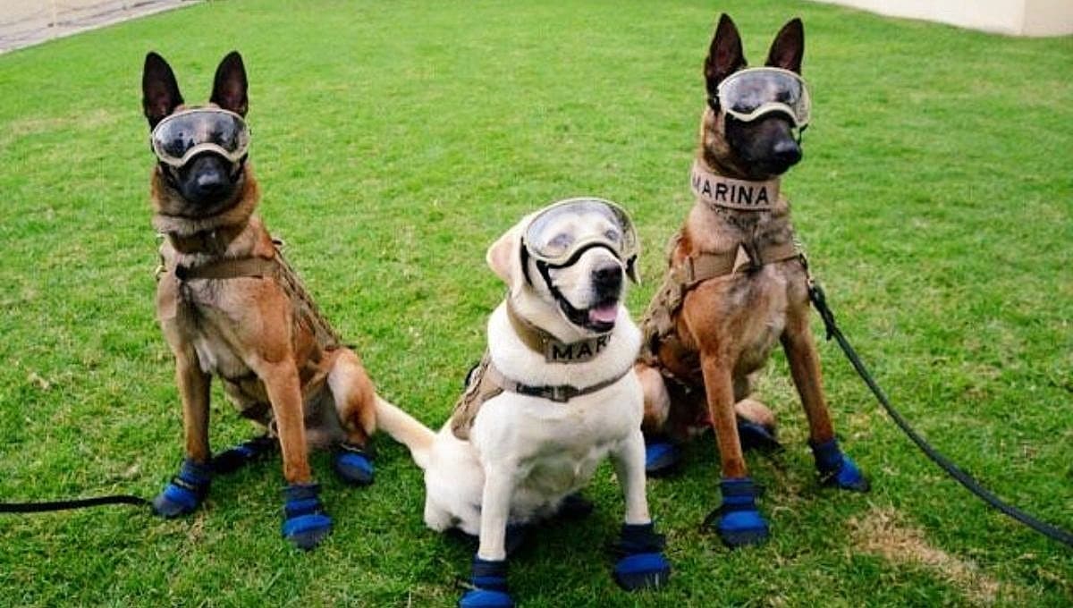 Esto necesita tu lomito para ser un perro de búsqueda