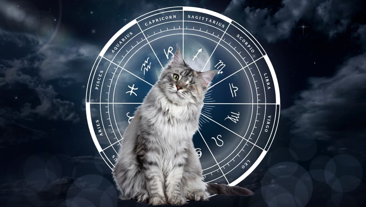 Horóscopo de tu gato: Las predicciones para tu michi hoy viernes 20 septiembre