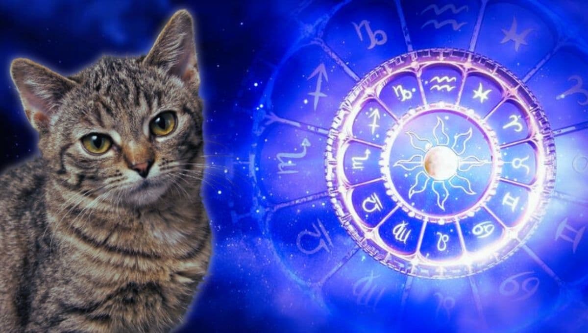 Horóscopo de tu gato: Las predicciones para tu michi hoy domingo 22 septiembre