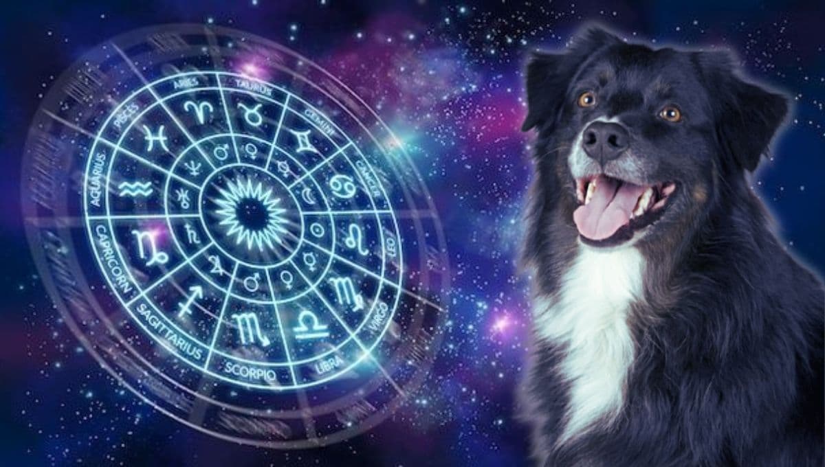 Horóscopo de tu perro: Las predicciones para tu lomito hoy domingo 22 septiembre
