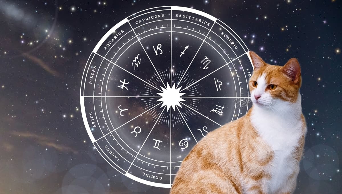 Horóscopo de tu gato: Las predicciones para tu michi hoy sábado 21 septiembre