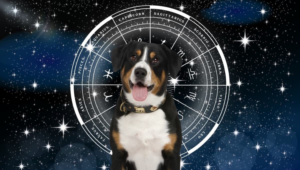Horóscopo de tu perro: Las predicciones para tu lomito hoy sábado 21 septiembre