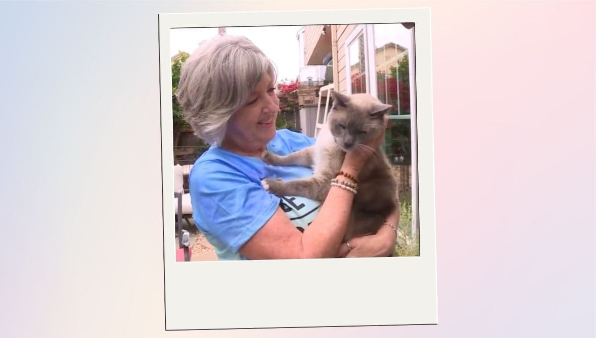 Un gato caminó más de 1000 km para volver a casa y lo logró