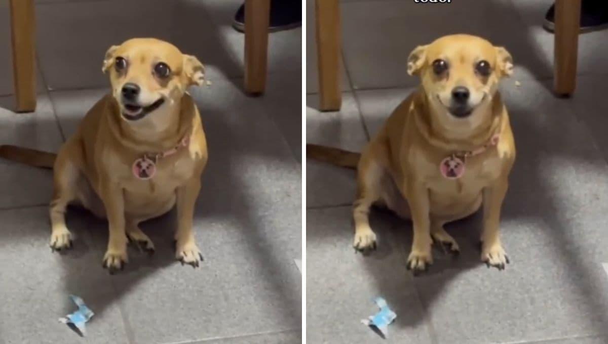 Perro cree que le cantan las mañanitas y su reacción se hace viral