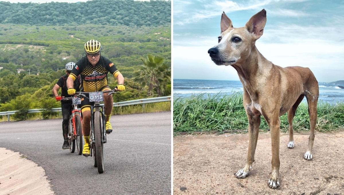 Ciclistas encuentran a un perro y conocen su triste historia