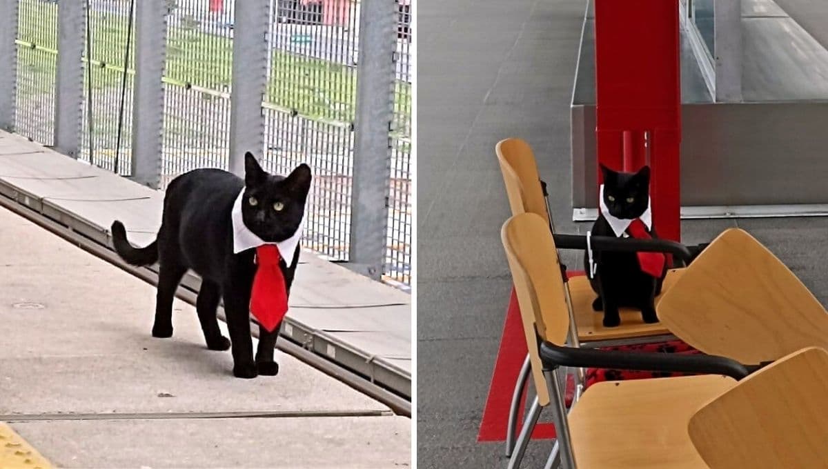 Conoce al gatito trabajador del Tren Interurbano