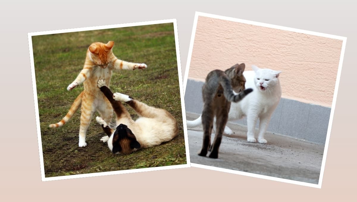 ¿Por qué mi gato pelea mucho? 3 razones para entenderlo