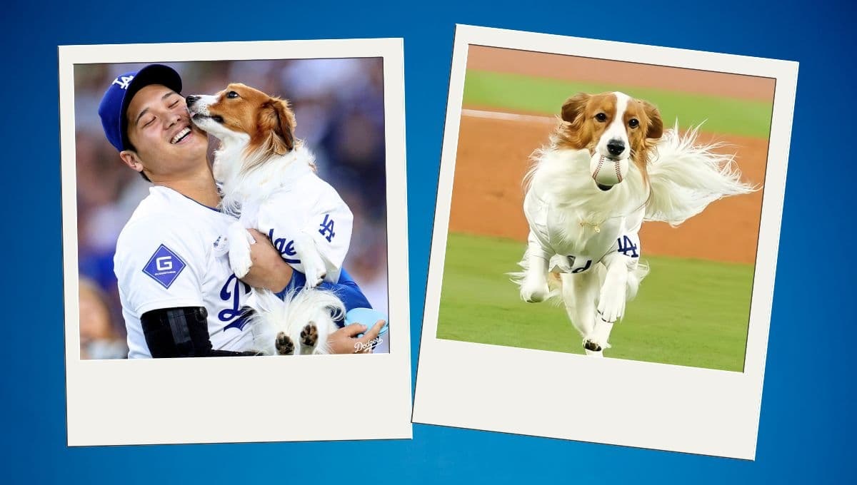 ¿Quién es Decoy, el perro de Shohei Ohtani de los Dodgers?