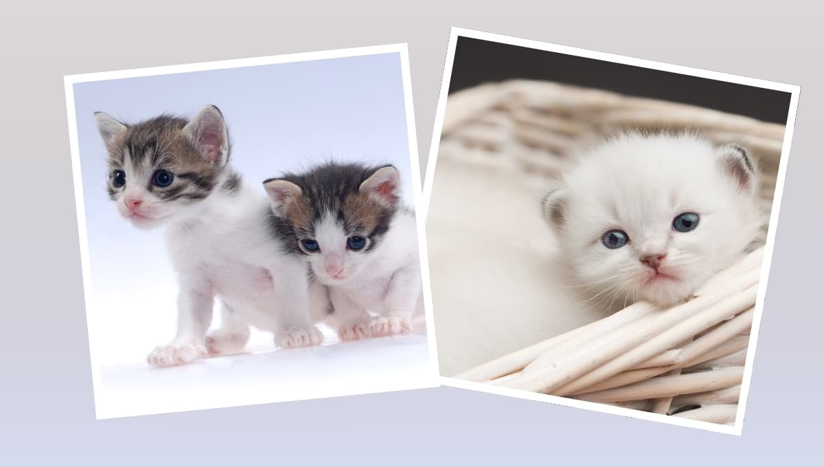 5 consejos para cuidar a tu gato bebé