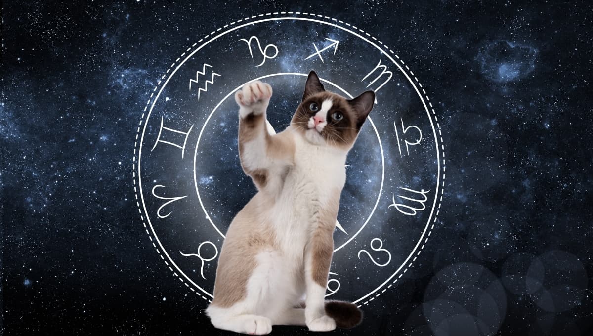 Horóscopo de tu gato: Las predicciones para tu michi hoy domingo 29 septiembre