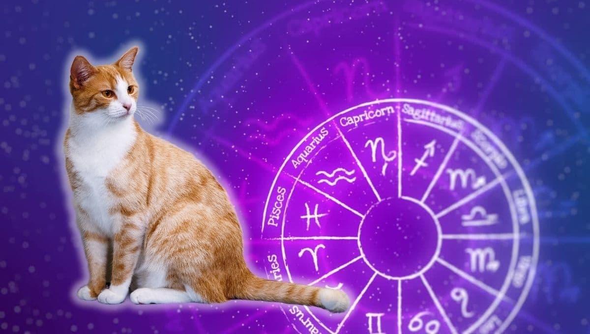 Horóscopo de tu gato: Las predicciones para tu michi hoy martes 24 septiembre