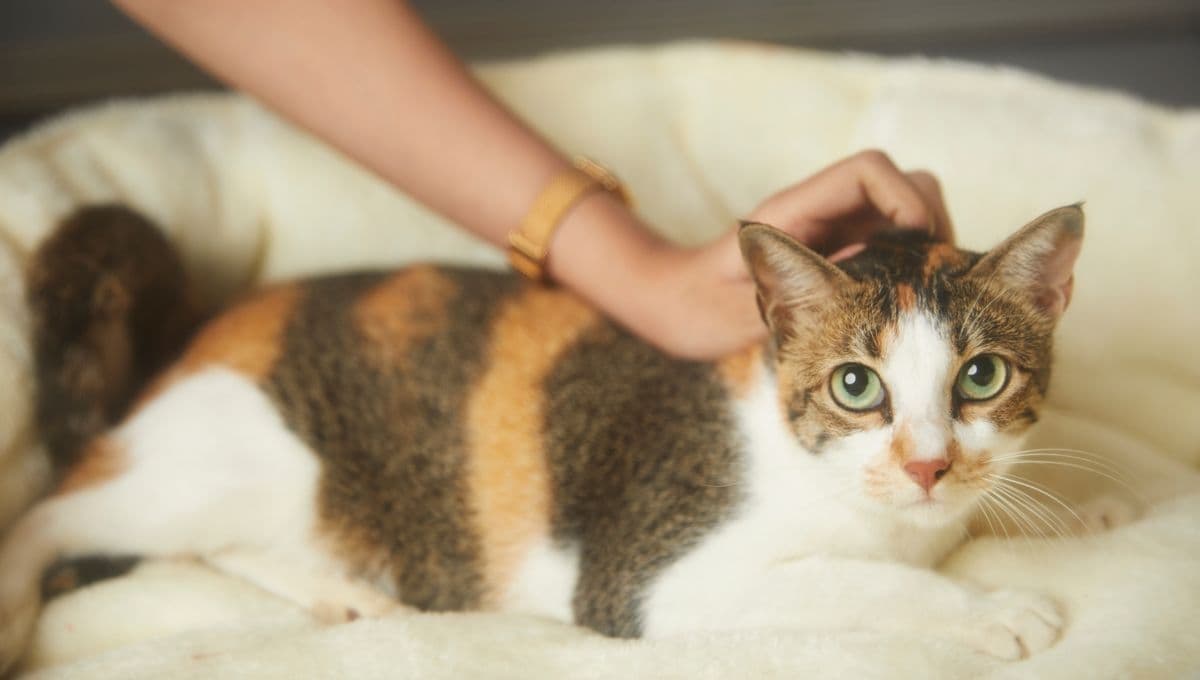El tiempo que tarda un gato en adaptarse a un nuevo hogar