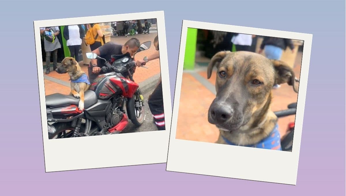 VIDEO: Así fue como un perro impidió que la policía inmovilizara la moto de su dueño