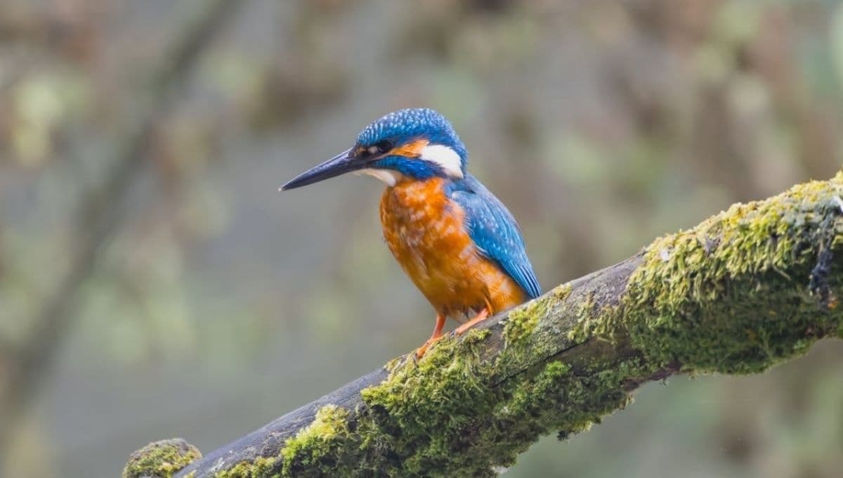 Pájaro extinto desde hace 40 años será liberado en su hábitat natural
