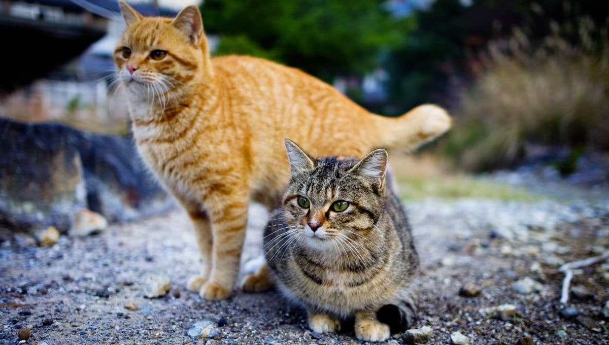 Así es Michigan, la nueva casa de los gatos en adopción en CDMX