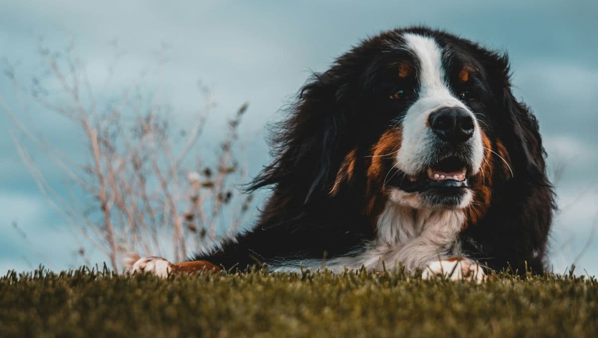 Conoce a Kiara, la perrita que inspiró un proyecto de ley en Colombia
