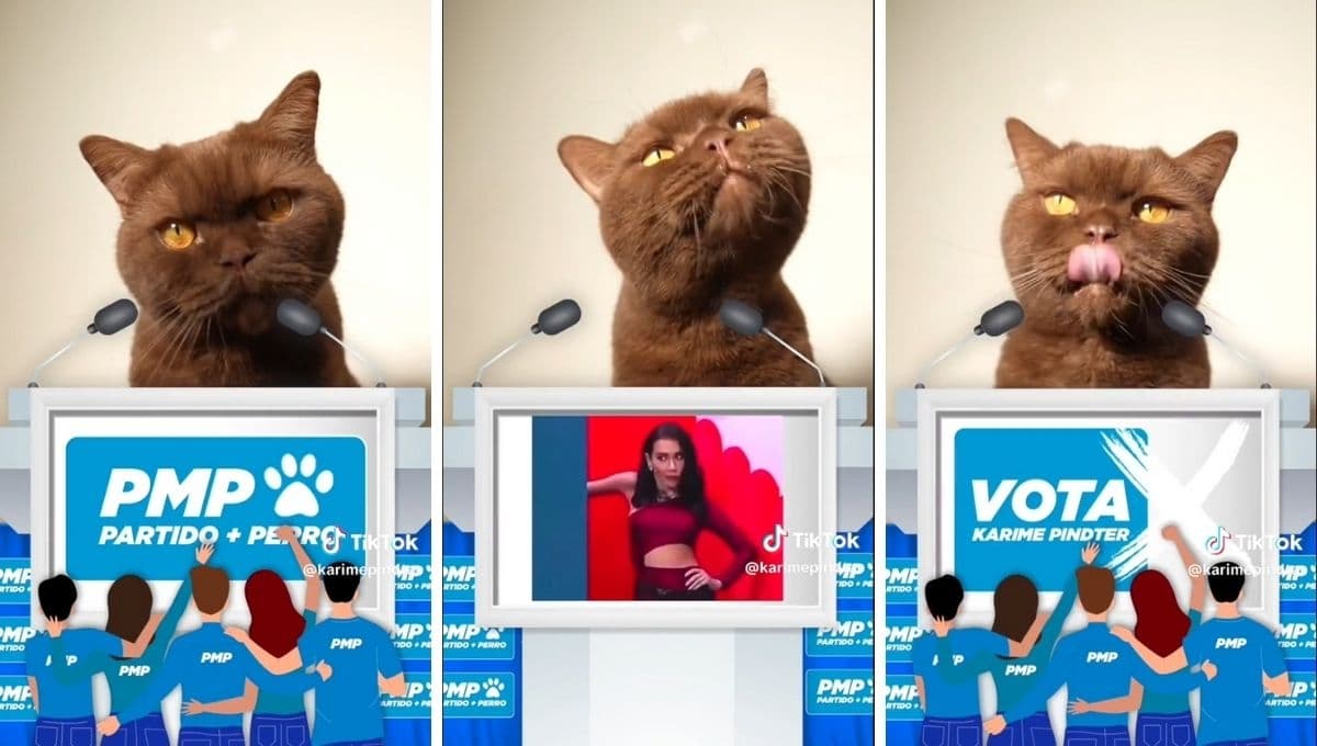 El mensaje de Norris, gato de Karime, para que su dueña gane LCDLFM