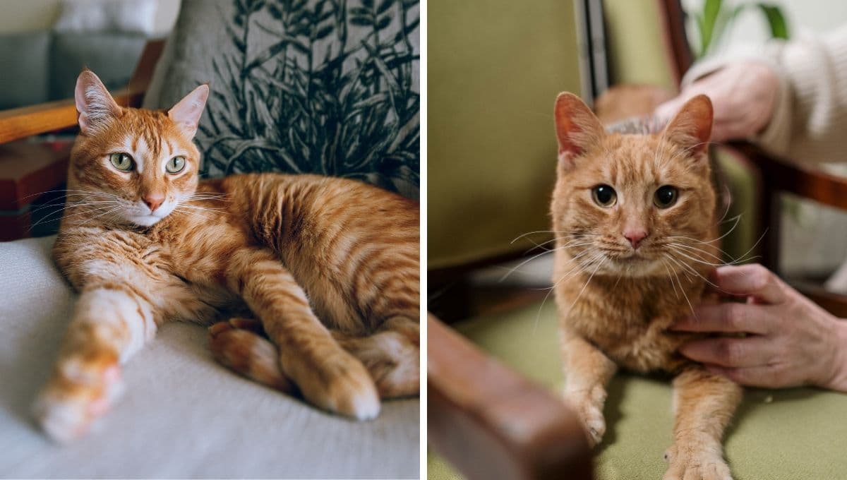 5 características de los gatos naranjas para entender su locura