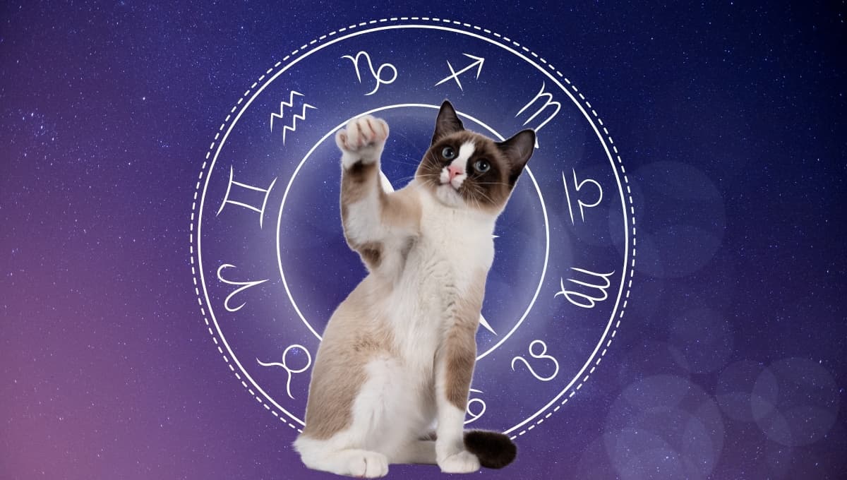 Horóscopo de tu gato: Las predicciones para tu michi hoy lunes 30 septiembre