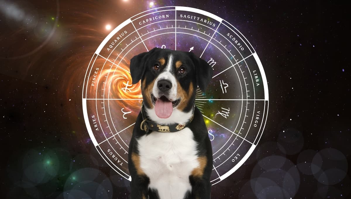 Horóscopo de tu perro: Las predicciones para tu lomito hoy  lunes 30  septiembre